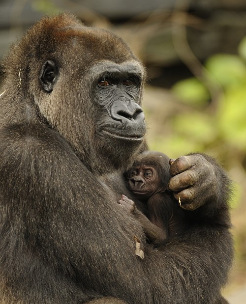 Mother_and_Baby_Gorilla Mother_and_Baby_Gorilla