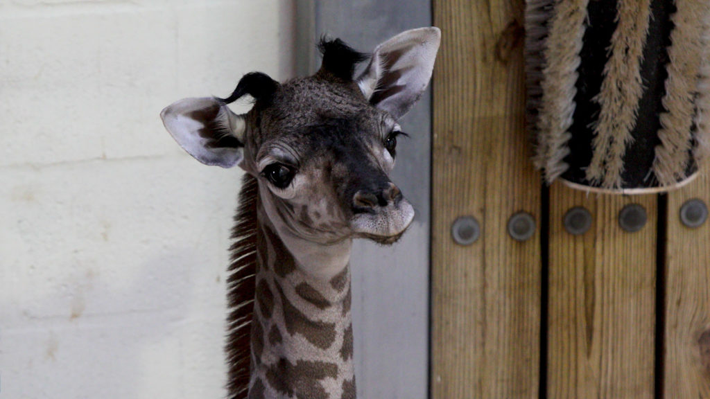 Photo – Baby Giraffe Born at Disney’s Animal Kingdom | WDW Daily News