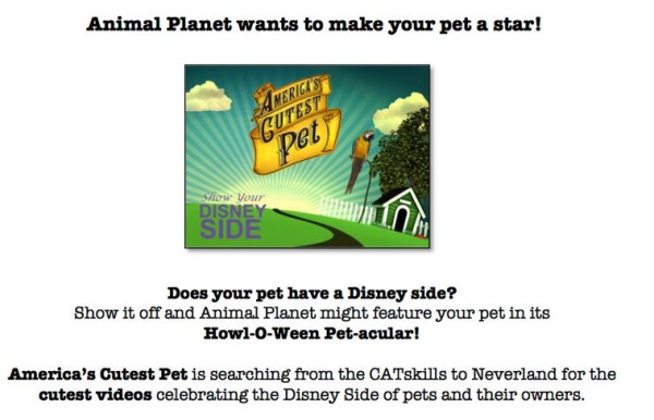 animal planet contest