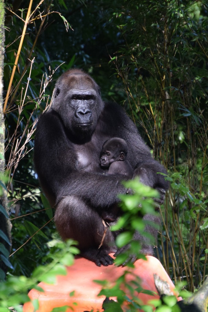 Kashatas-baby-gorilla-animal-kingdom