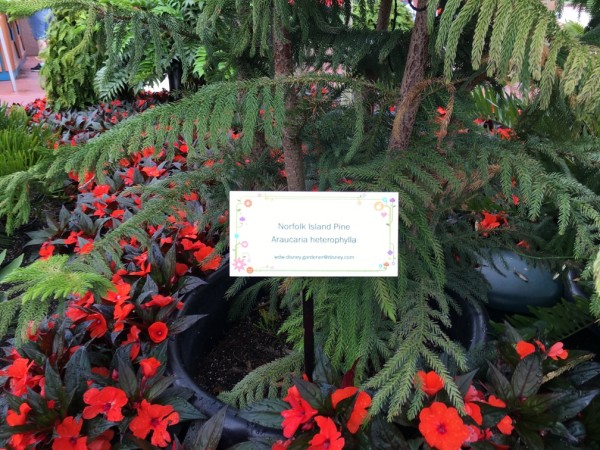 WDW Flower & Garden Festival 2016001044