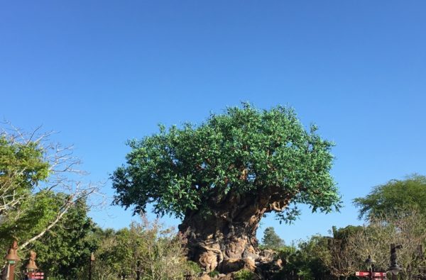 Clear Blue Sky Tree of Life Disneys Animal Kingdom