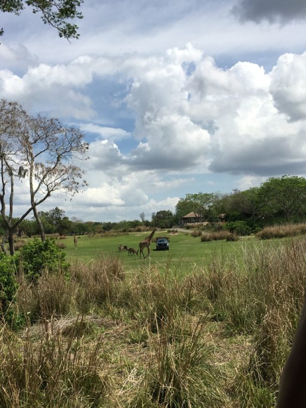 WDW Spring Break 2016 Animal Kingdom (33)