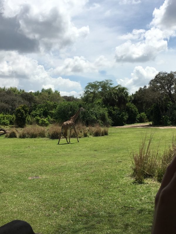 WDW Spring Break 2016 Animal Kingdom (34)