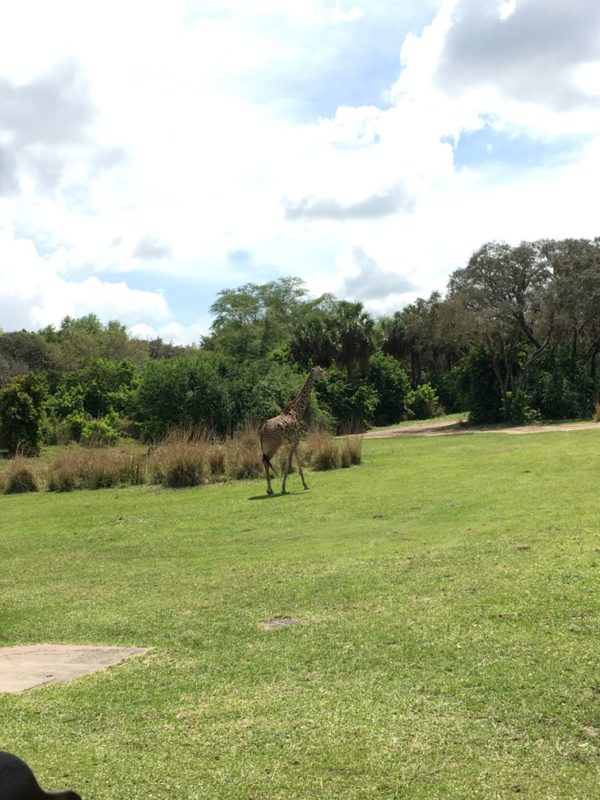 WDW Spring Break 2016 Animal Kingdom (35)