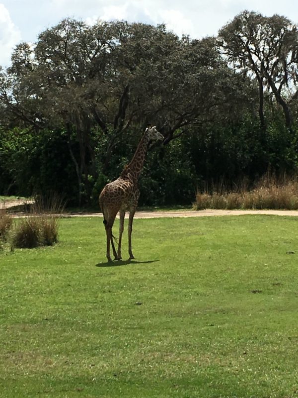 WDW Spring Break 2016 Animal Kingdom (37)