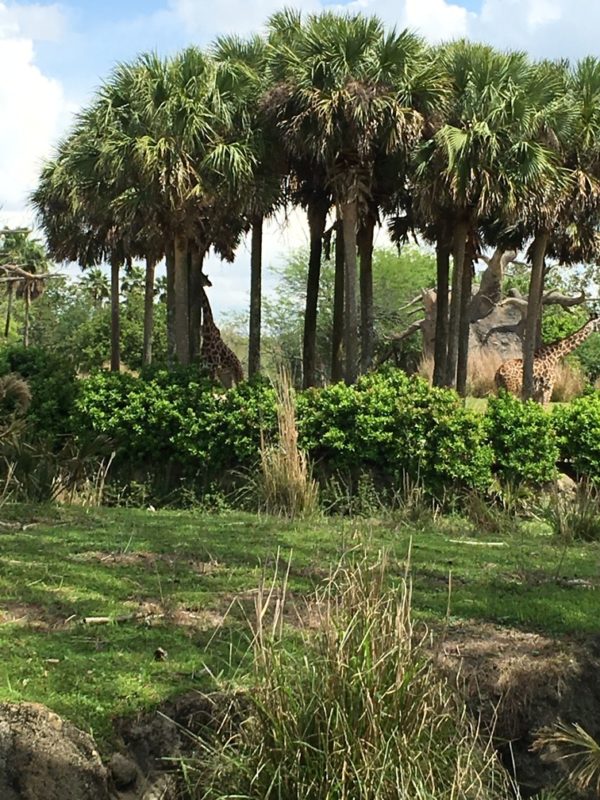 WDW Spring Break 2016 Animal Kingdom (44)