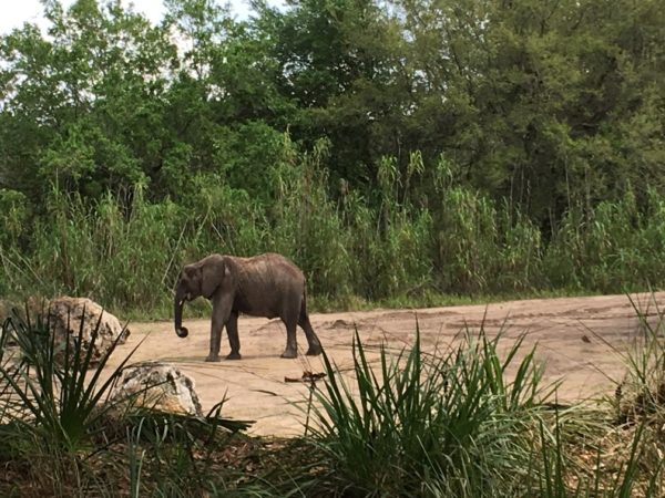 WDW Spring Break 2016 Animal Kingdom (46)