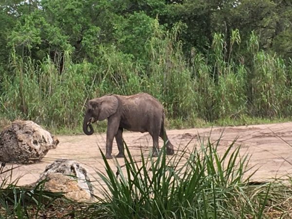 WDW Spring Break 2016 Animal Kingdom (47)