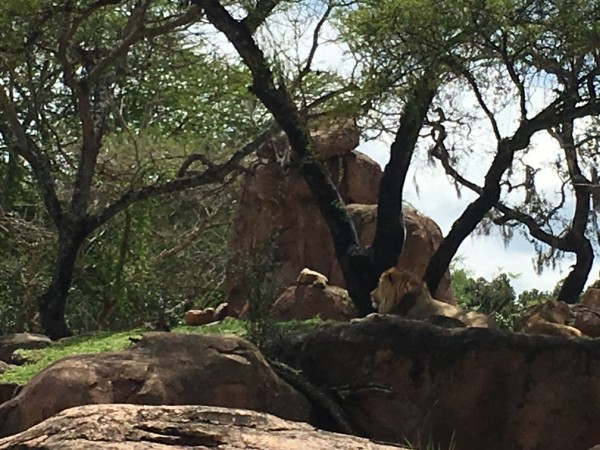 WDW Spring Break 2016 Animal Kingdom (49)