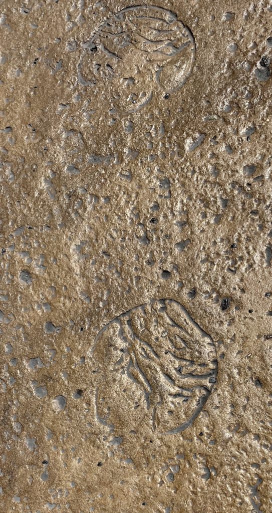 Photos – Creature/Character Footprints at Star Wars Galaxy’s Edge at ...